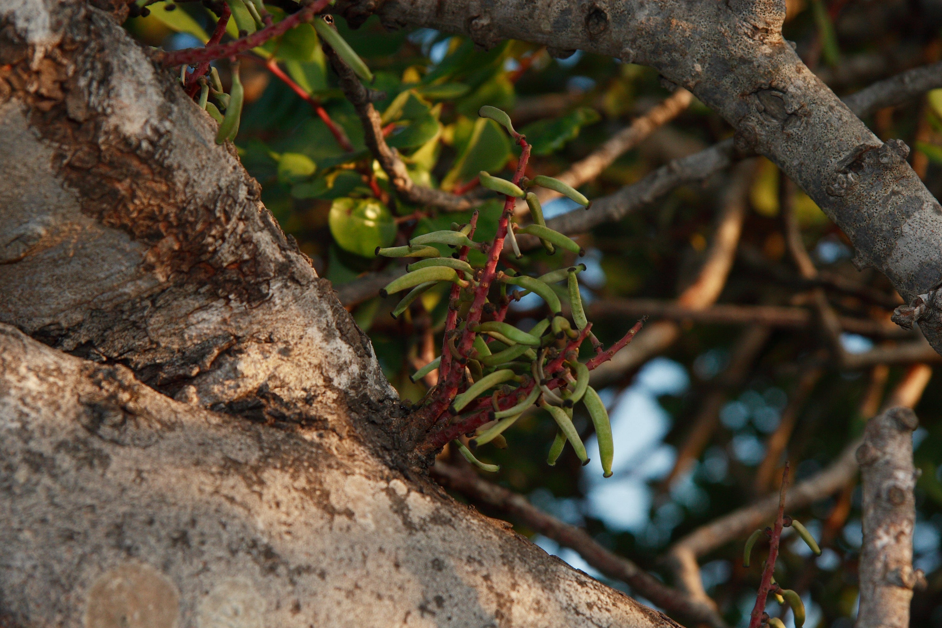 Quali sono le migliori verdure di stagione per preparare delle zuppe davvero gustose?