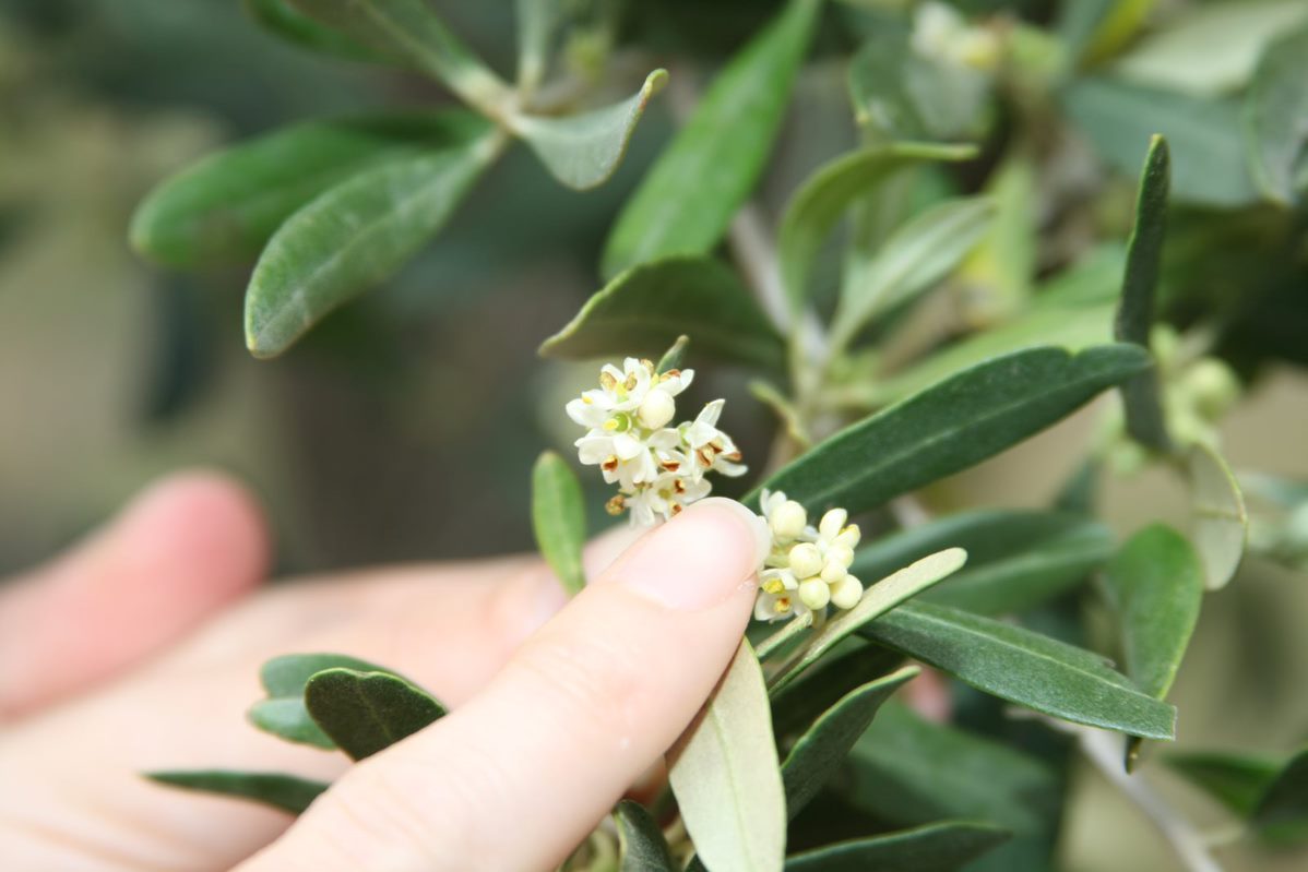 DUE SICILIE: creato per gli chef!