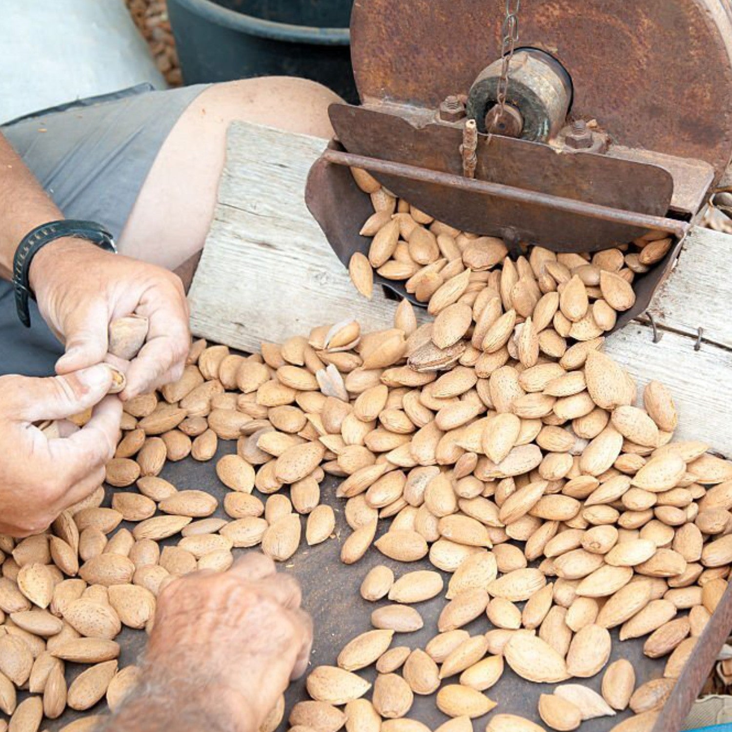 MANDORLA PIZZUTA DI AVOLA: Rarità gastronomica!