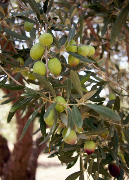 MORESCA: Olio fresco siciliano da 136 anni - 500ml - GRATIS!