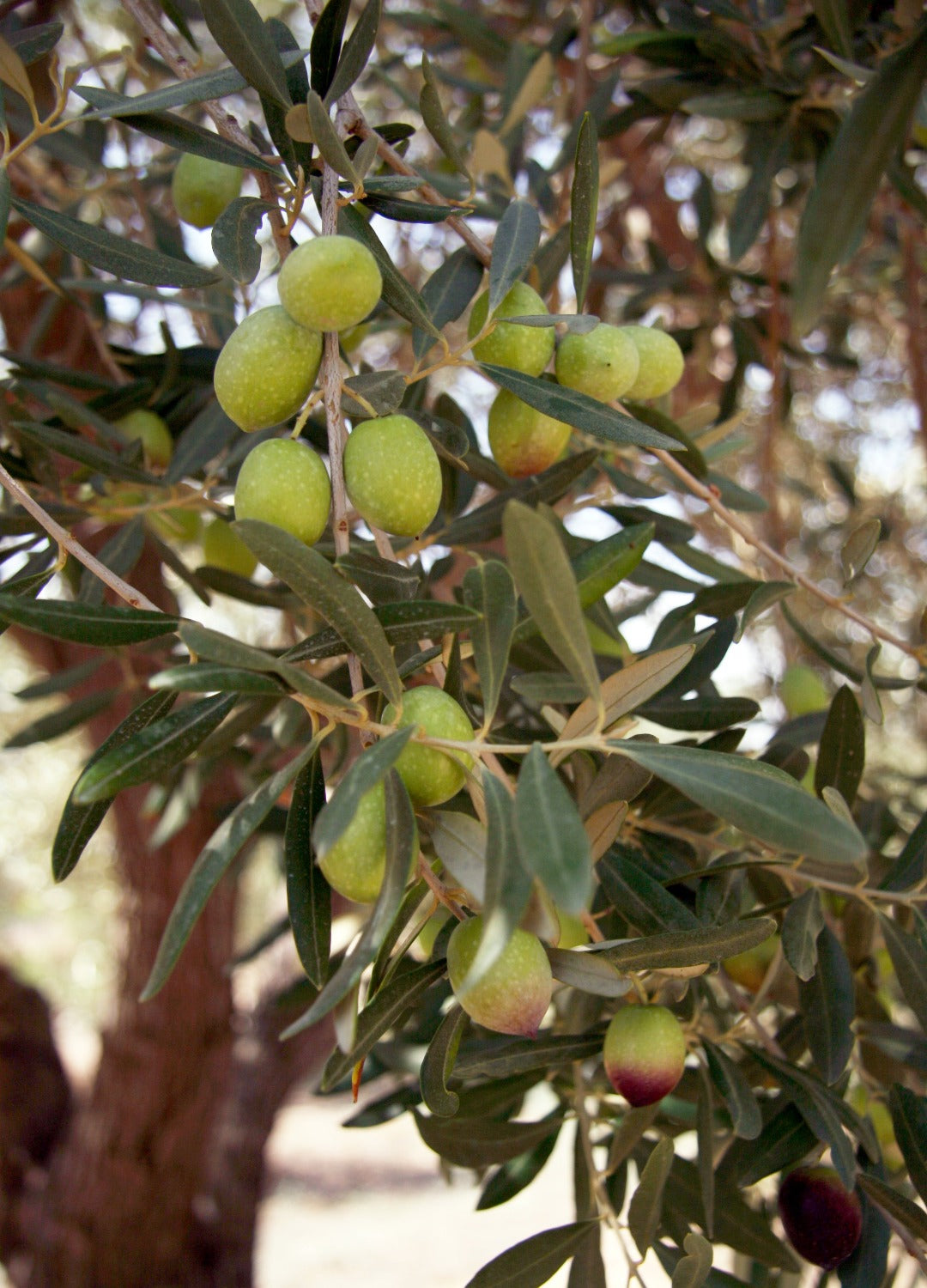 Moresca - Extra Virgin Olive Oil